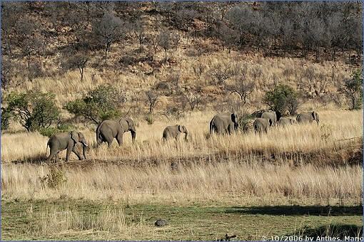 Elefantenkolonne in der Nähe des Batlhako Dam im Pilanesberg Game Reserve