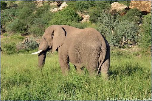 Elefant im Mapungubwe-Nationalpark