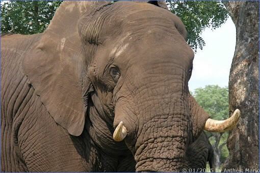 Nahaufnahme eines Elefanten in unmittelbarer Nähe des Eingangs zum Satara-Restcamp im Krüger-Nationalpark