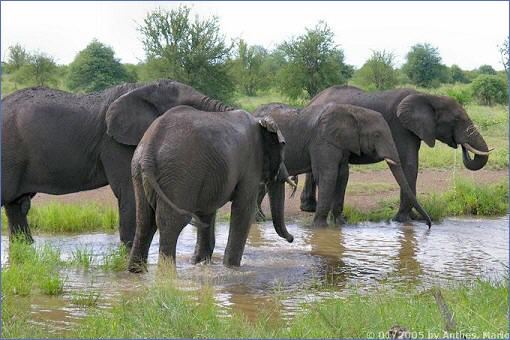 Elefanten beim Trinken am Duke-Wasserloch im Südosten des Krüger-Nationalparks