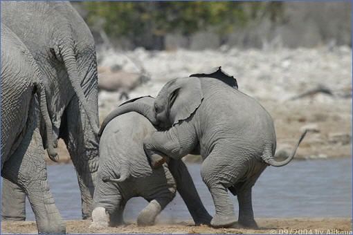 Junge Elefanten beim Spielen