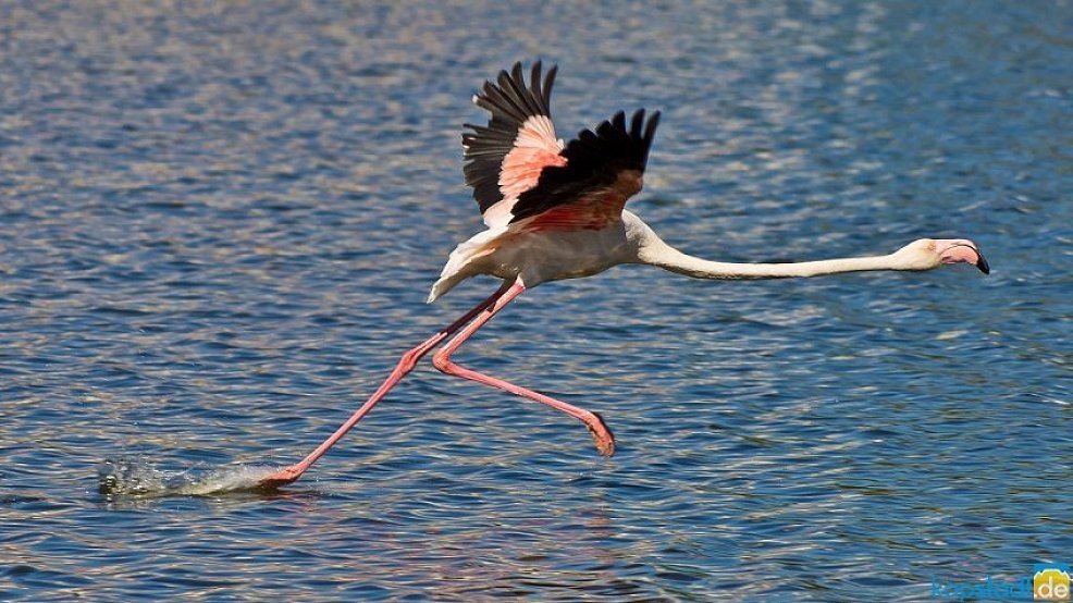 Flamingo in Kapstadt