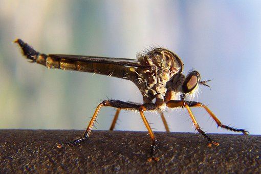 Nahaufnahme eines Insekts in Südafrika