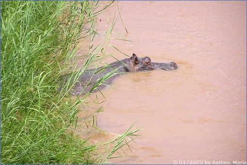 Flusspferd im Olifants River im Zentrum des Krüger-Nationalparks
