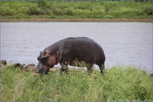 Ein am Ufer grasendes Flusspferd am Nhlanganzwane-Damm im Südosten des Krüger-Nationalparks