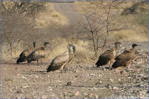 Weißrückengeier (Whitebacked Vultures) an der Piste zum Mapungubwe Hill
