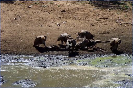 Geier beim Fressen an einem Kudu-Kadaver im Mkuzi Game Reserve