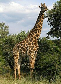 Giraffe im Buschland