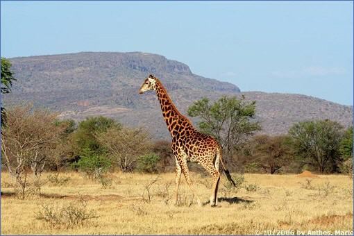 Giraffe in der Bontle Section des Marakele-Nationalparks.