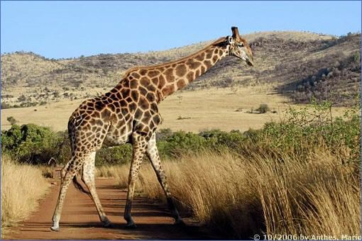 Giraffenbulle im Pilanesberg Game Reserve