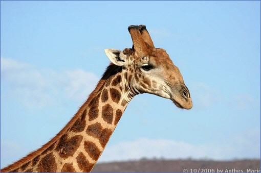 Kopf und Hals eines Giraffenbullen