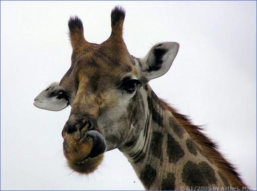 Kopf einer Giraffe im Krüger-Nationalpark