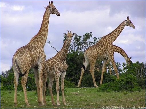 Giraffen im Double Drift Game Reserve