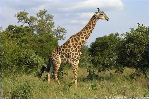 Einzelne Giraffe im Krüger-Nationalpark