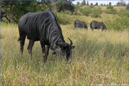 Streifengnu und Zebras beim Grasen an der N'wanetsi River Road östlich von Satara im Krüger-Nationalpark