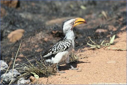 Gelbschnabeltoko (Yellowbilled Hornbill) an der Tshukudu eNtsho Road im Pilanesberg Game Reserve