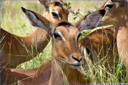 Impala-Weibchen auf der Matjulu Loop im Südwesten des Krüger-Nationalparks.