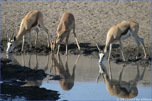 Trinkende Springböcke und ein Schwarzgesicht-Impala an einem Wasserloch im Etosha-Nationalpark
