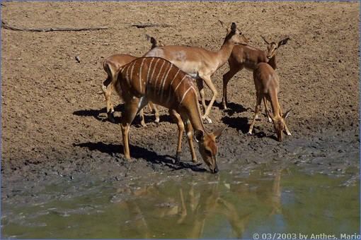Nyala-Weibchen und Impalas beim Trinken