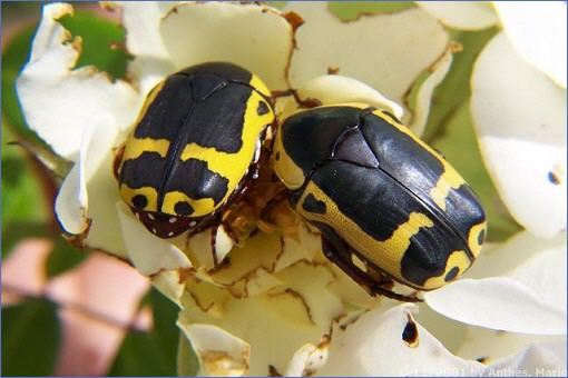 Flower Beetles beim Fressen