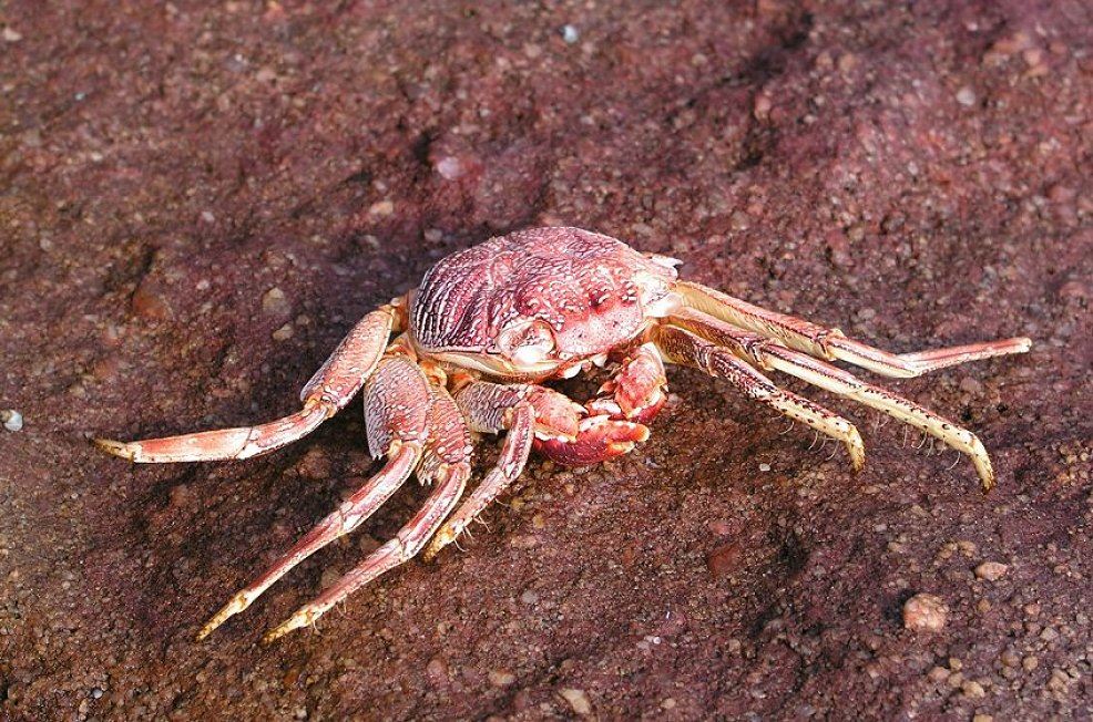krabbe kapstadt