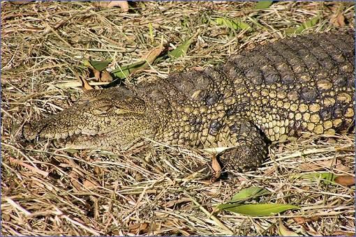 Junges Krokodil im Reptilpark der Garden Route Game Lodge