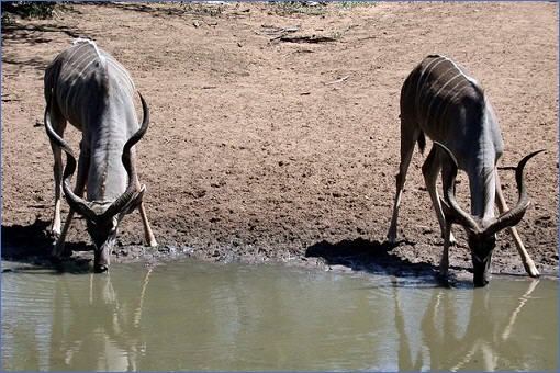 Kudu-Männchen beim Trinken im Mkuzi Game Reserve