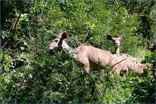 Kudu-Weibchen im dichten Gehölz