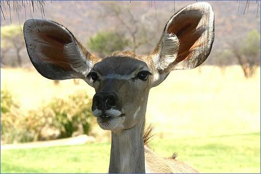 Portrait eines großohrigen Kudu-Weibchens in der Okonjima Guest Lodge