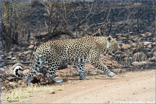 Leopard beim Überqueren der Piste in der Nähe des Fish Eagle Picknickplatzes im Pilanesberg Game Reserve