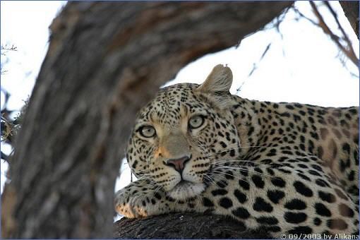 Leopard auf dem Ast eines Baumes sitzend, auf dem Gelände der Okonjima Guest Lodge