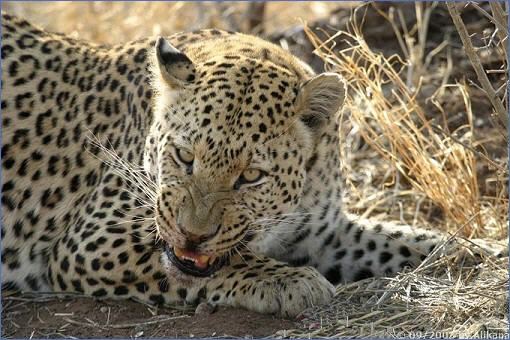Leopard auf dem Gelände der Aloegrove Safari Lodge