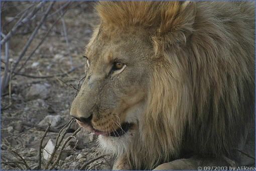 Männlicher Löwe auf dem Gelände der Aloegrove Safari Lodge