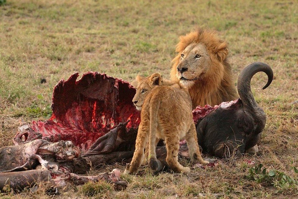 Löwen mit Beute in Südafrika