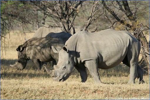 Grasende Breitmaulnashörner (White Rhinos) in der Bontle Section des Marakele-Nationalparks