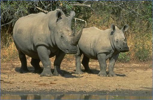 Nashornfamilie in Südafrika