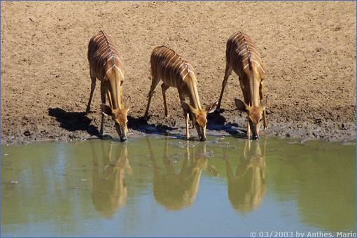 Nyala-Weibchen beim Trinken am Wasserloch des Kumasinga Hide im Mkuzi Game Reserve