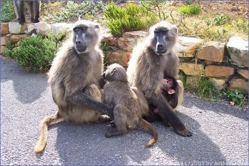 Pavianfamilie mit Baby am Parkplatz des Cape Point