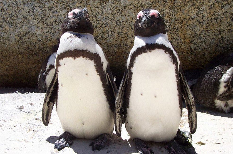 pinguin kapstadt
