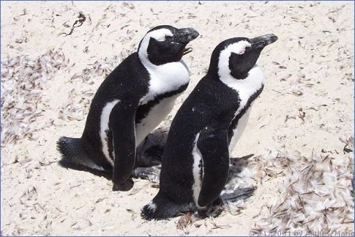 Zwei Pinguine am Foxy Beach bei Boulder´s