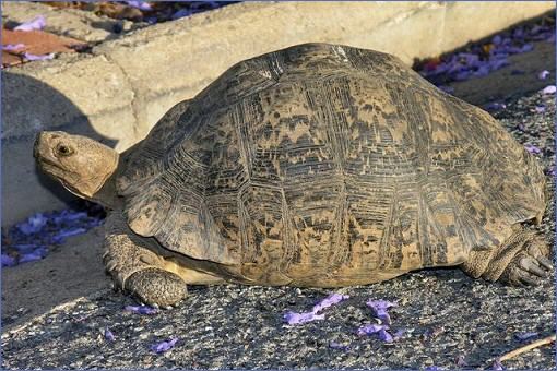 Bergschildkröte auf einer Straße in Montagu
