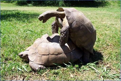 Zwei sich paarende Bergschildkröten