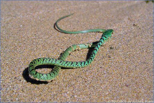 Südafrika Schlangen