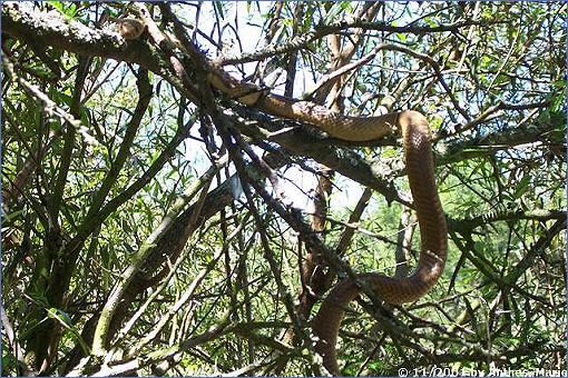 Kap-Kobra in einem Baum am Campingplatz des Bontebok-Nationalparks