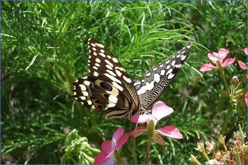 Schmetterling (Citrus Swallowtail) beim Nektarsaugen an einer Blüte