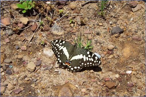 Schmetterling (Citrus Swallowtail) auf dem Gipfel des Lions Head