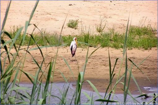 Nimmersatt-Storch (Yellowbilled Stork) am Ufer des Timbavati River im Krüger-Nationalpark