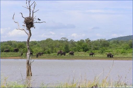 Ein Klaffschnabel und ein Gelbschnabelstorch auf einem abgestorbenen Ahnenbaum am Nhlanganzwane-Damm sitzend, während am jenseitigen Ufer eine Herde Elefanten zum Baden kommt