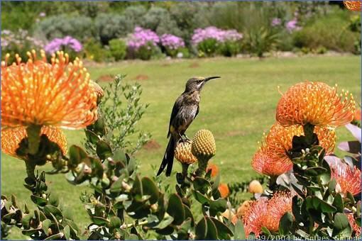 Sugarbird-Weibchen auf einer Pincushion-Protea im Botanischen Garten Kirstenbosch