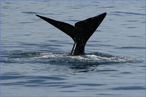 Schwanzflosse eines Südlichen Glattwals (Southern Right Whale) nahe der Küste der Kaphalbinsel